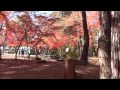 【HD】 長瀞の紅葉 (埼玉県立自然の博物館と月の石もみじ公園) 「Colored leaves of Nagatoro」