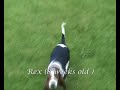 hound