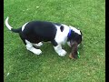 hound