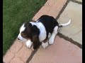 hound