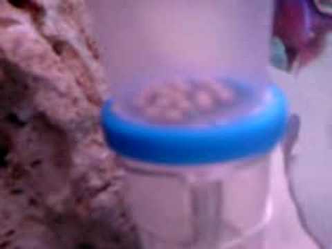 Lake+tanganyika+cichlids+list