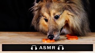 ASMR Dog Eating Sounds 🐶 #115 먹방 No talking Carrot vs Kibble