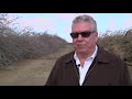 California Almond Farmers Face Tough Choices