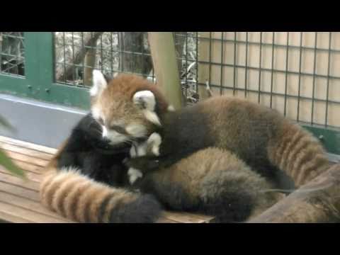 おっぱいを飲む赤ちゃん（円山動物園 レッサーパンダ）