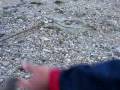 Video Рыбалка на Сахалине