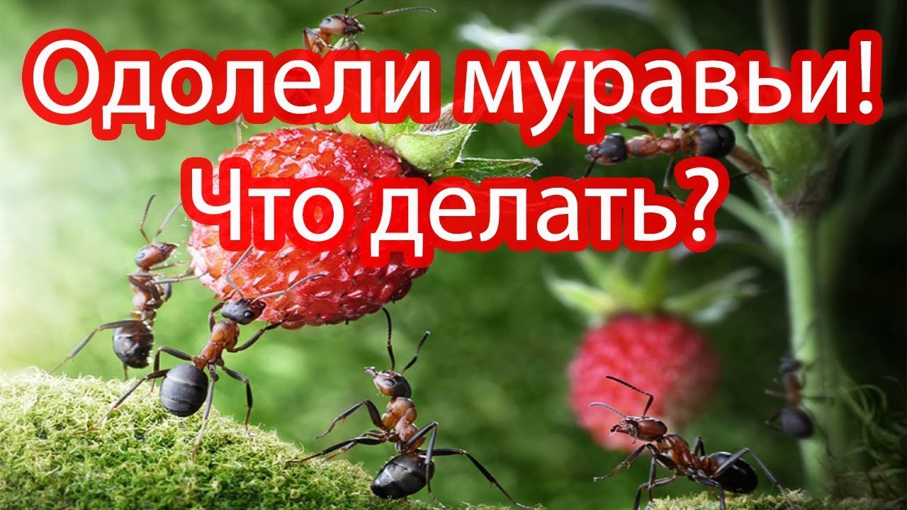 Дачник муравьёв нет Дачник муравьёв нет