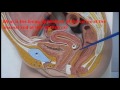 female anatomy
