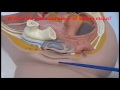 female anatomy