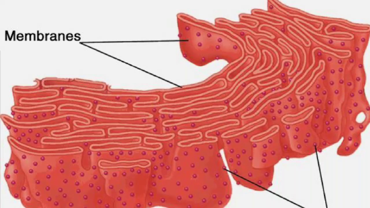 Dolphin sperm endoplasmic membrane systeme