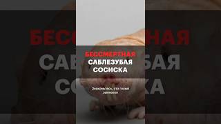 Саблезубая Сосиска — Наш Путь К Бессмертию