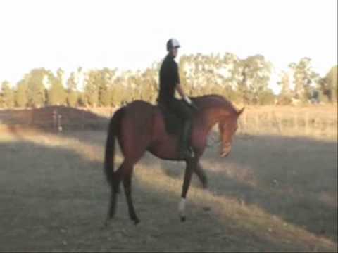 WANTED: WANTED FREE HORSE FOR GOOD HOME