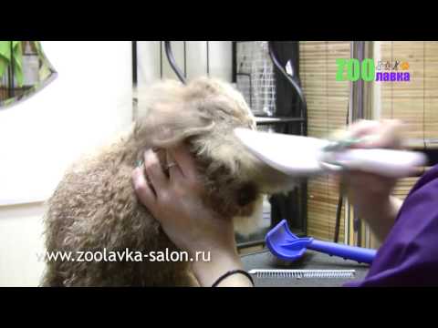 Уроки по стрижке пуделей Уроки по стрижке пуделей