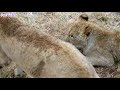 If It Were Not Filmed, No One Would Believe It! 2017
