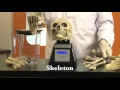 Will it Blend? - Skeleton