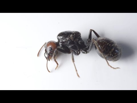 MIRA LO QUE PASA CUANDO MUERE LA HORMIGA REINA