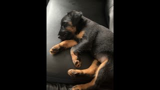 Jessie, The Jagd Terrier.