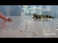 Tiger Salamander eats his first pinky mouse!