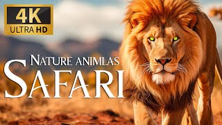 Nature Animals Safari 4K 🐾 Discovery Relaxation Film With Sweet Relaxing Music & Real Sound