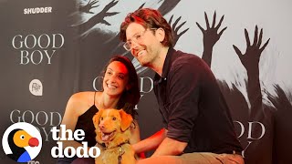 We Hung Out With A Dog Movie Star And His Filmmaker Parents The Dodo