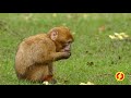 funny animals
