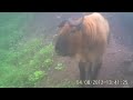 2012: An Endangered Species Odyssey - Caught On Video in China