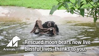 Blissful time in the pool with rescued moon bears.