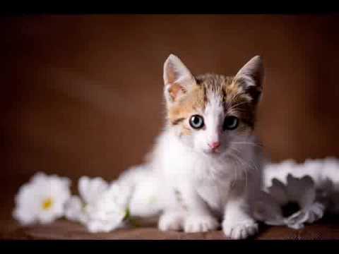 how to get rid of urine smell in carpet how to get rid of cat urine smell design bild how to get rid of urine smell in carpet how to get rid of cat urine smell design bild