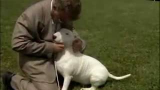 Bull Terrier