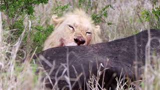 White Lions on a Buffalo Kill!