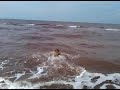 Un chien à la mer, Dog Rescue Training, Golden Retreiver Rescue Training