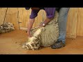 Panasonic HDC-SD900 video test (sheep shearing)