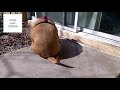 Funny Dogs Butt Scooting Compilation
