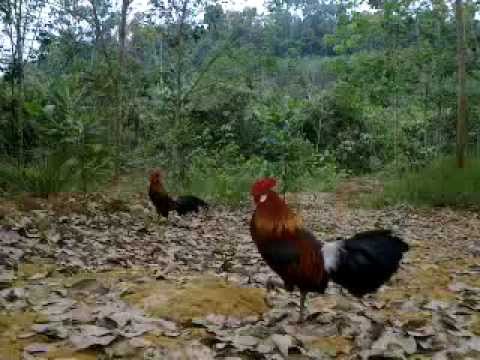 pikat ayam hutan e5