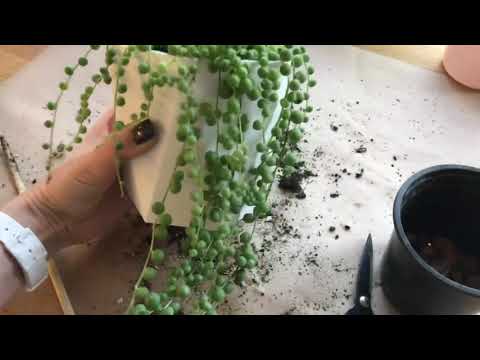 Пересадка крестовника Роули. Senecio Rowleyanus. String of pearls.