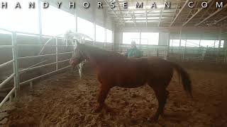 Cody Part 9 - Train A Horses Mind First