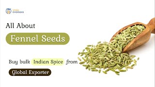 All About Fennel Seeds Buy Bulk Indian E From Global Supplier Vyom Overseas