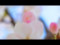 八重の桜 メインテーマ (Piano.ver) / 坂本龍一 （Cover)