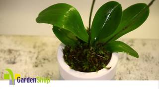 Quick Care Phalaenopsis (Moth Orchid)