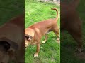 Sneaking Up On My 11 Month Old Bull Mastiff Just images Sneaking Up On My 11 Month Old Bull Mastiff Just