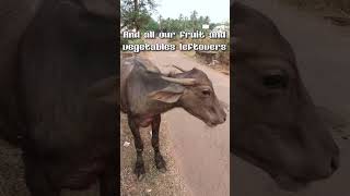 Foreigners Live In An Indian Village