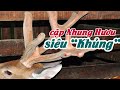 Cặp Nhung Hươu "Siêu Khủng" Cân Nặng Gần 3kg Ở Hương Sơn Hà Tĩnh | Xứ Nghệ TV