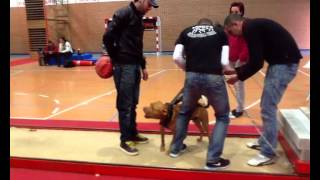 Campeonato Apbt Madrid Diciembre 2012. Apbt Azeros