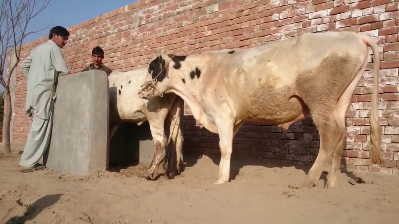 Cow Mating Action Packed Buffalo Mating Animals BreedingSexiezPix Web Porn