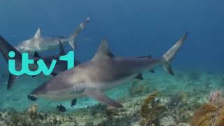 Itv1 Shark Celebrity Infested Waters Break Bumper 1 13725