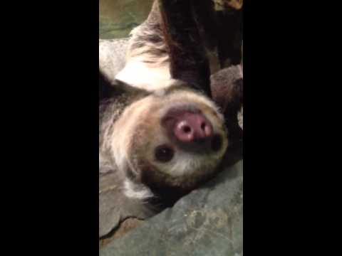 Sid the Sloth