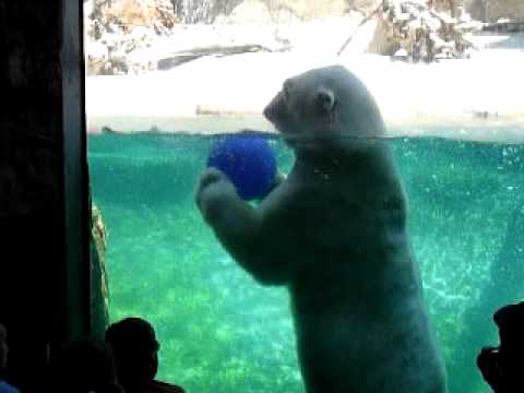 ボール遊びするシロクマ@サンディエゴ動物園 （Polar Bear at the San Diego Zoo）