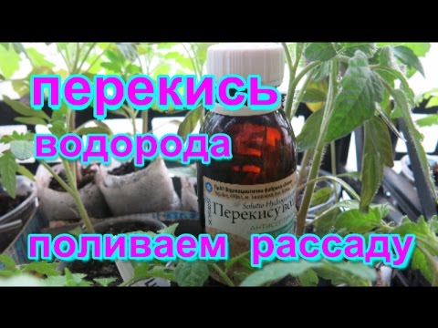 Когда поливать огурцы перекисью водорода Когда поливать огурцы перекисью водорода
