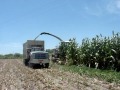 Ensilado de Sorgo