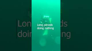 Decompression Dolphins