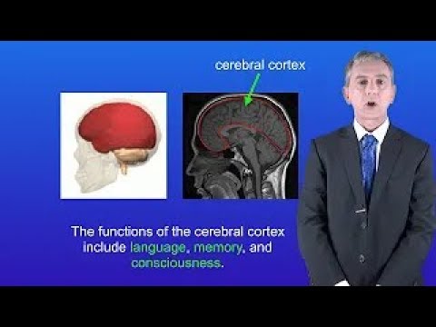 GCSE Science Biology (9-1 Triple) The Brain